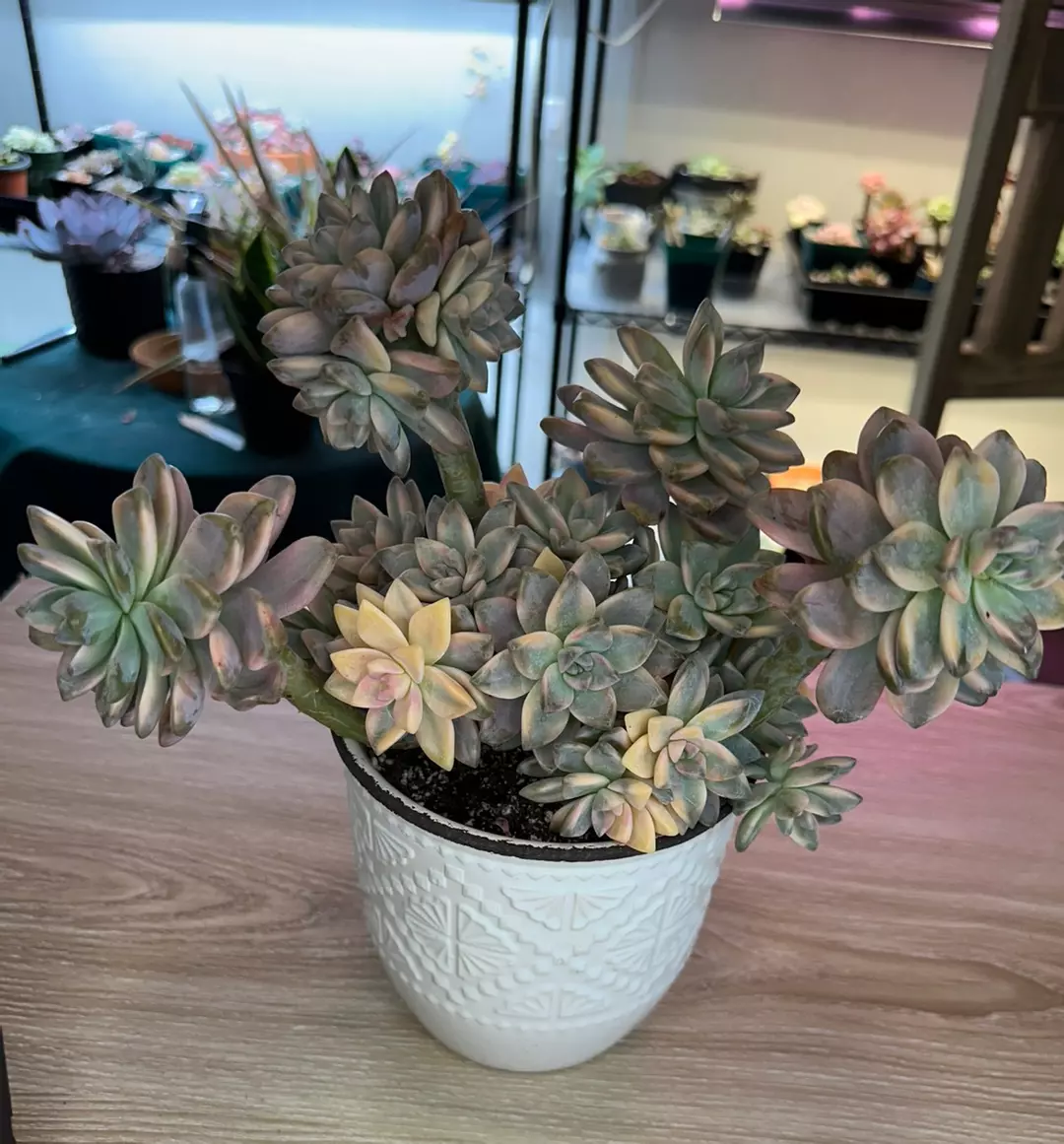 Variegated Graptopetalum thumbnail