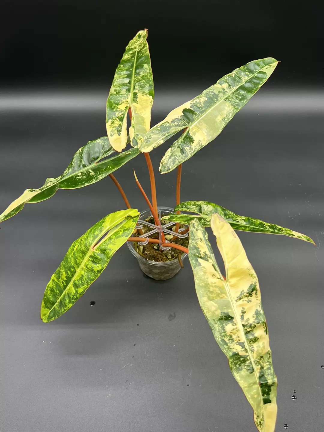 Philodendron Billietiae Variegated thumbnail