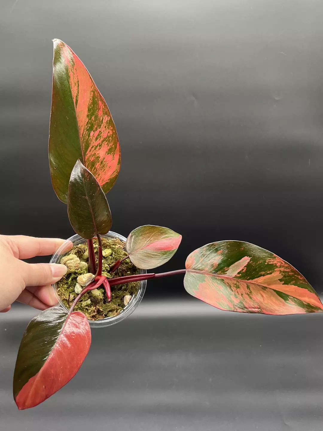 Philodendron Fire Princess thumbnail