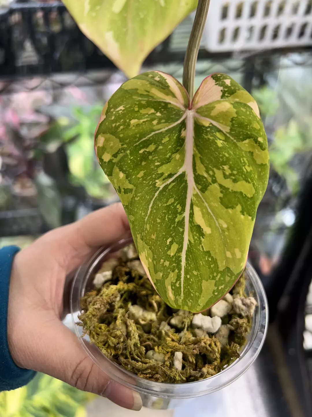 Philodendron Gloriosum type 2 thumbnail