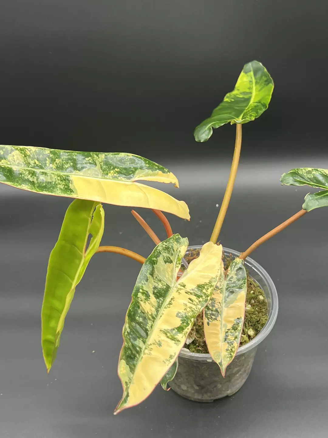 Philodendron Billietiae Variegated thumbnail