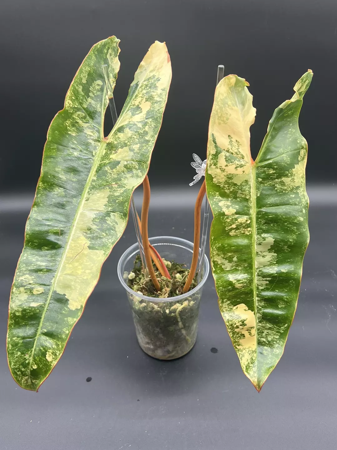 Philodendron Billietiae Variegated thumbnail
