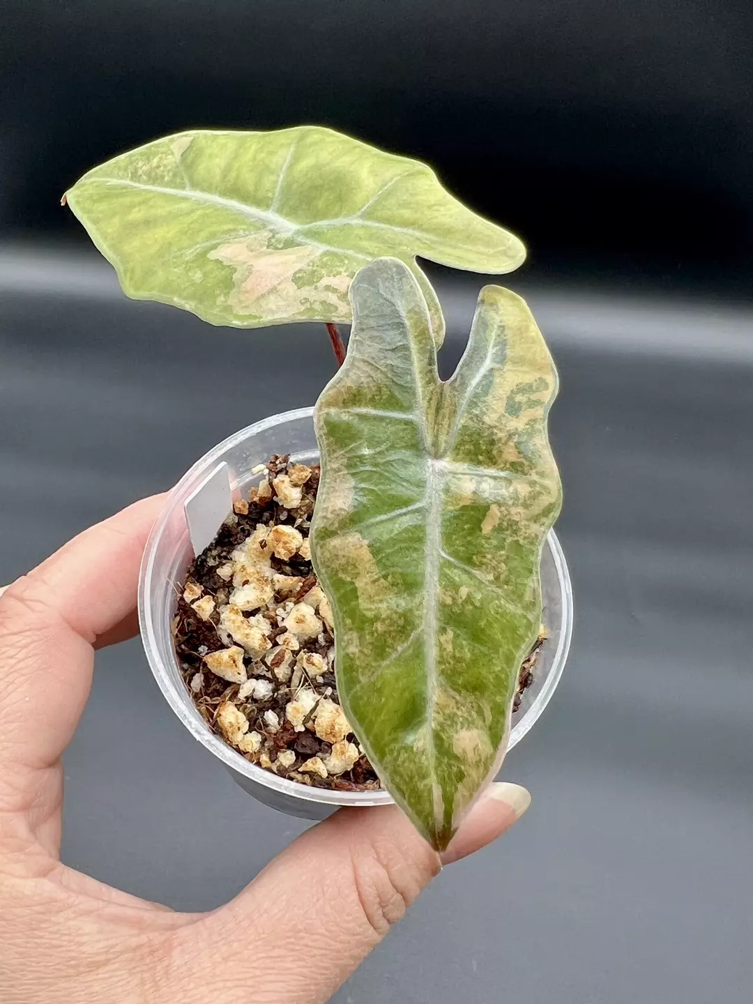 Alocasia Pseudo Aurea - corm grow thumbnail