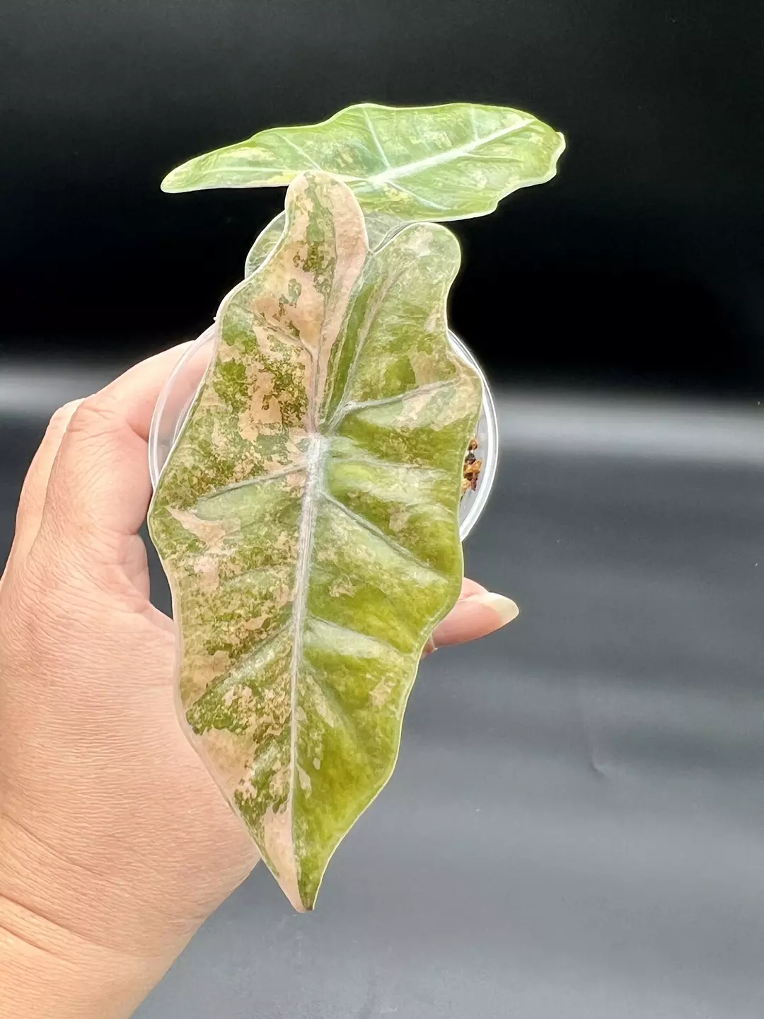 Alocasia Pseudo Aurea - corm grow thumbnail