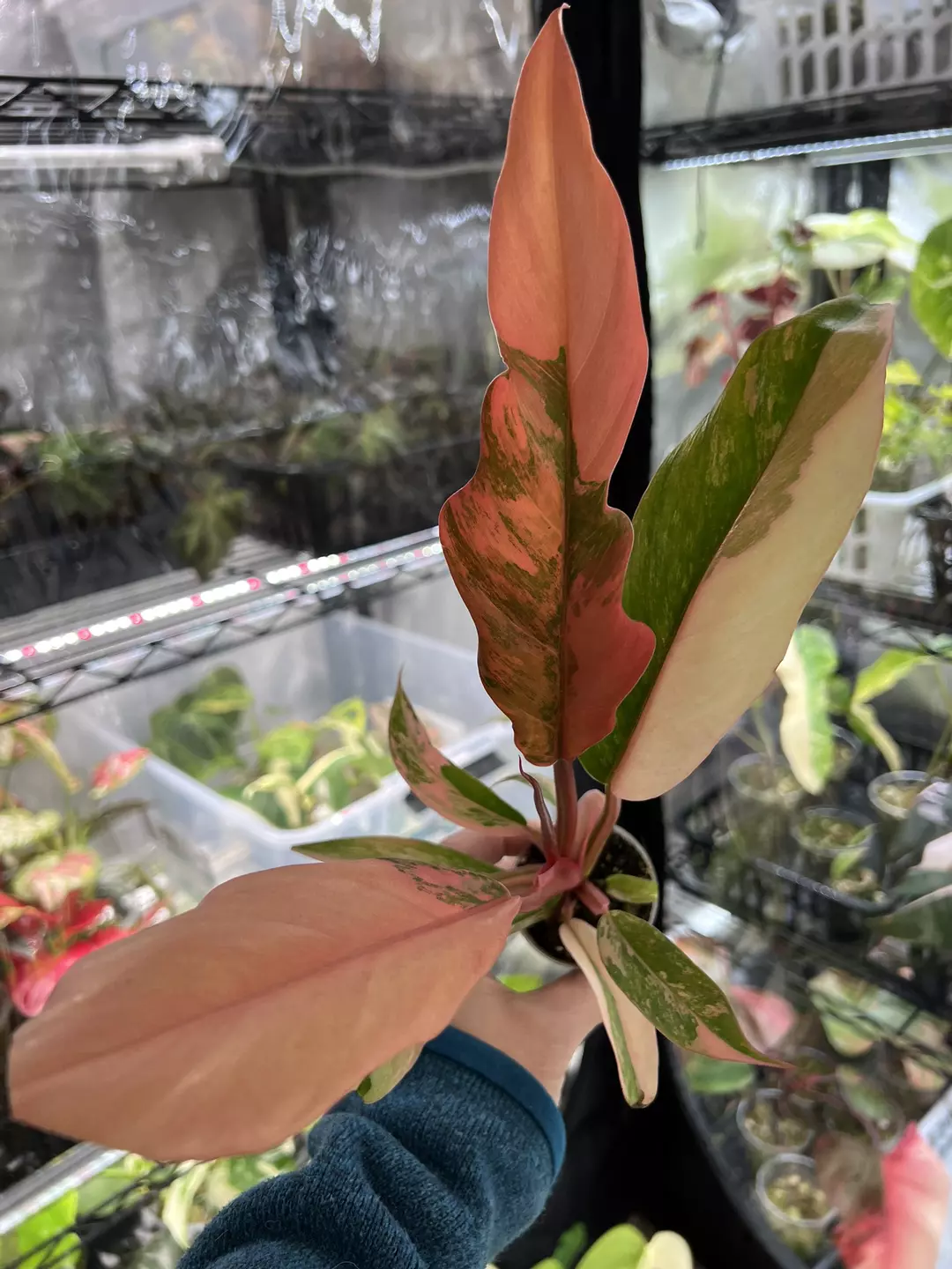 Caramel Marble thumbnail