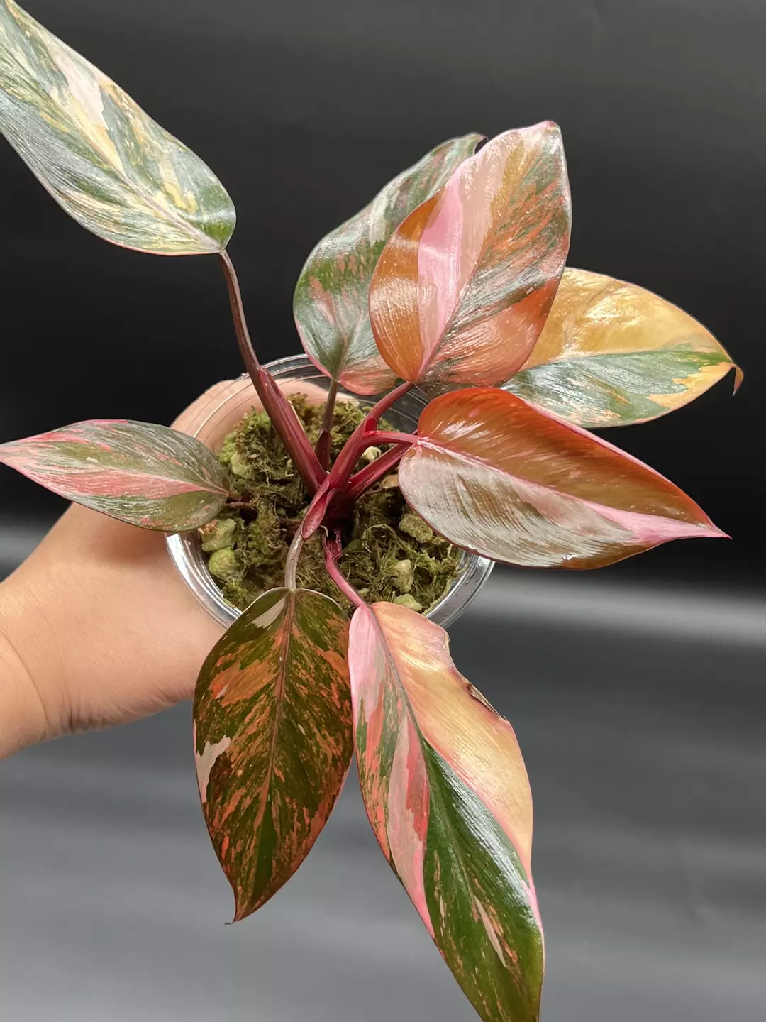 Philodendron Princess of Fire thumbnail