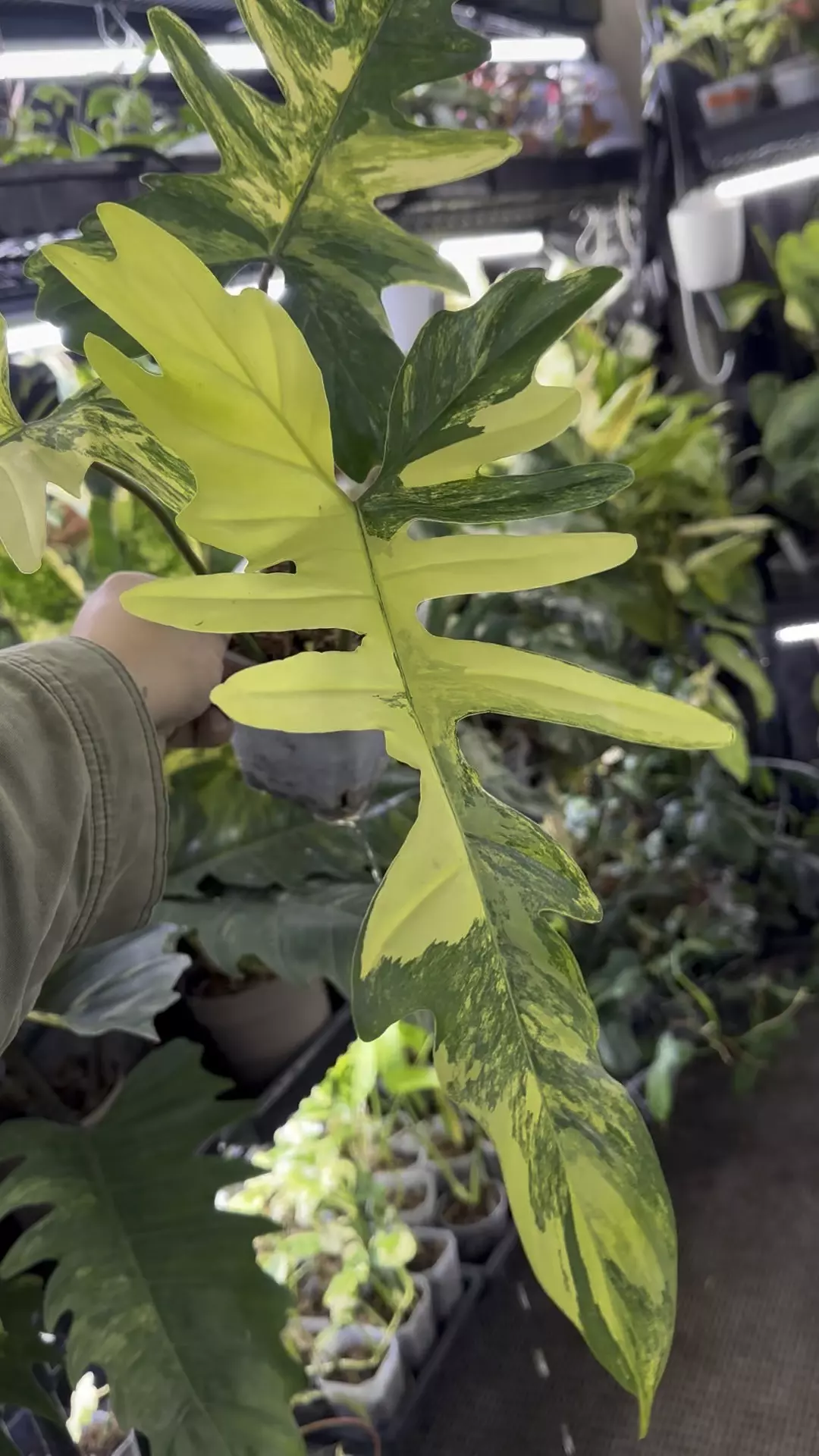 Philodendron Florida Beauty x Mayoi  thumbnail