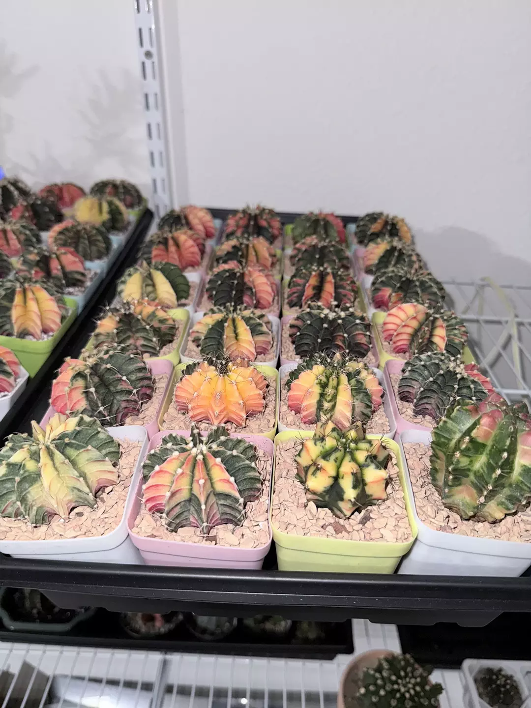 Seller’s Choice Medium Gymno thumbnail