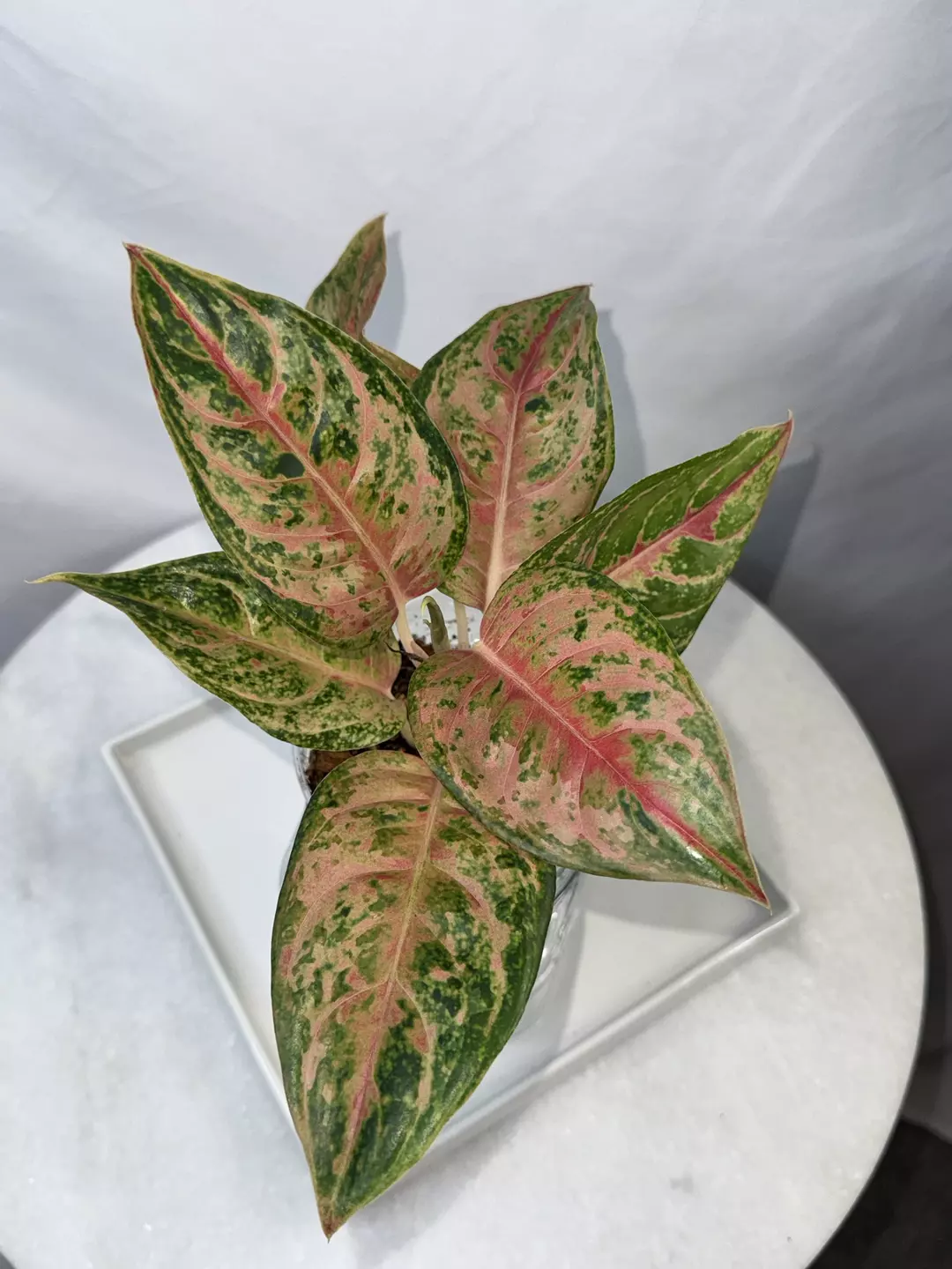 Aglaonema ‘Prikaiphat’ — 4 inch thumbnail