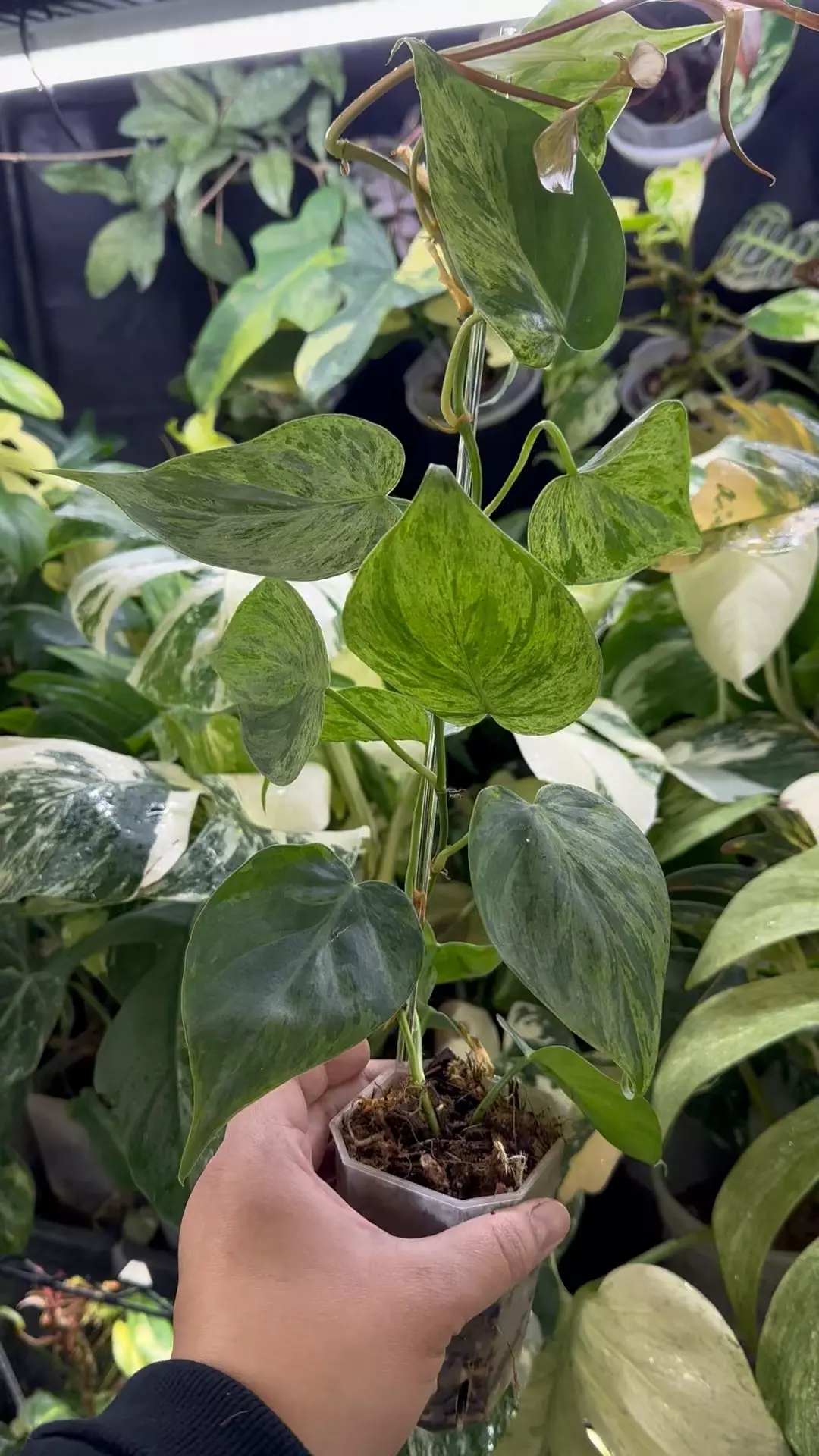 Philodendron Variegated Heartleaf  thumbnail