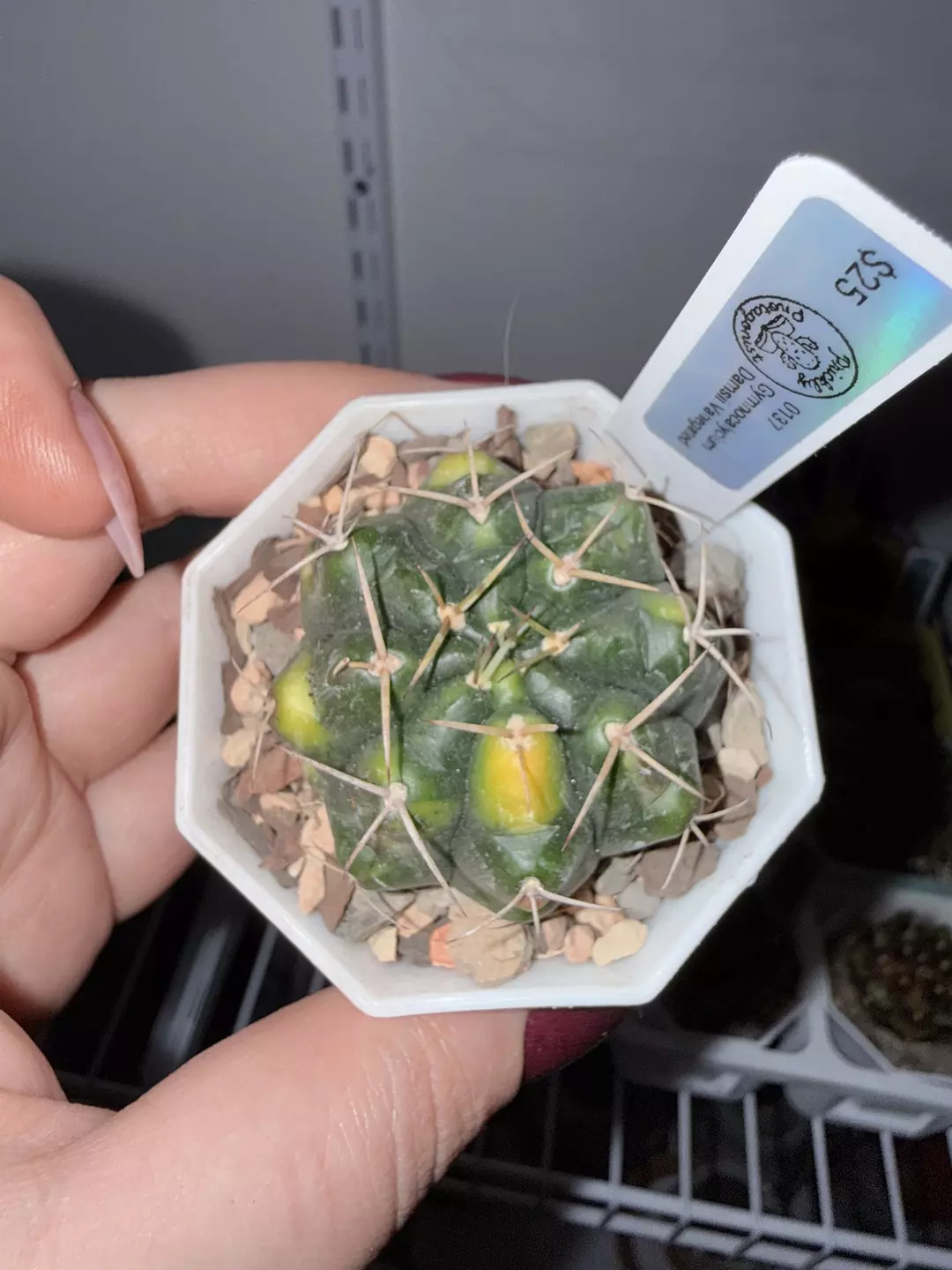 Variegated Gymno Damsii thumbnail