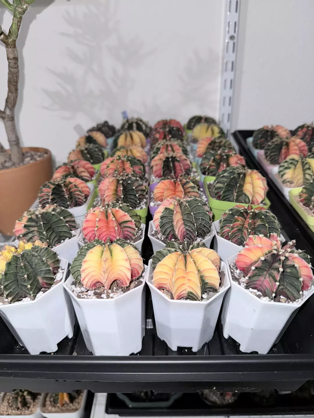 Seller’s Choice Medium Gymno thumbnail