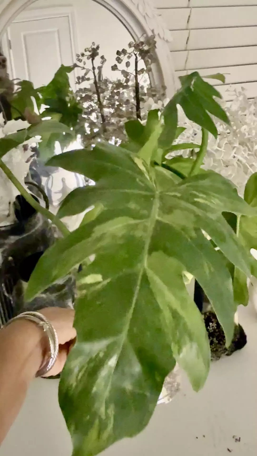 Philo Radiatum Aurea thumbnail