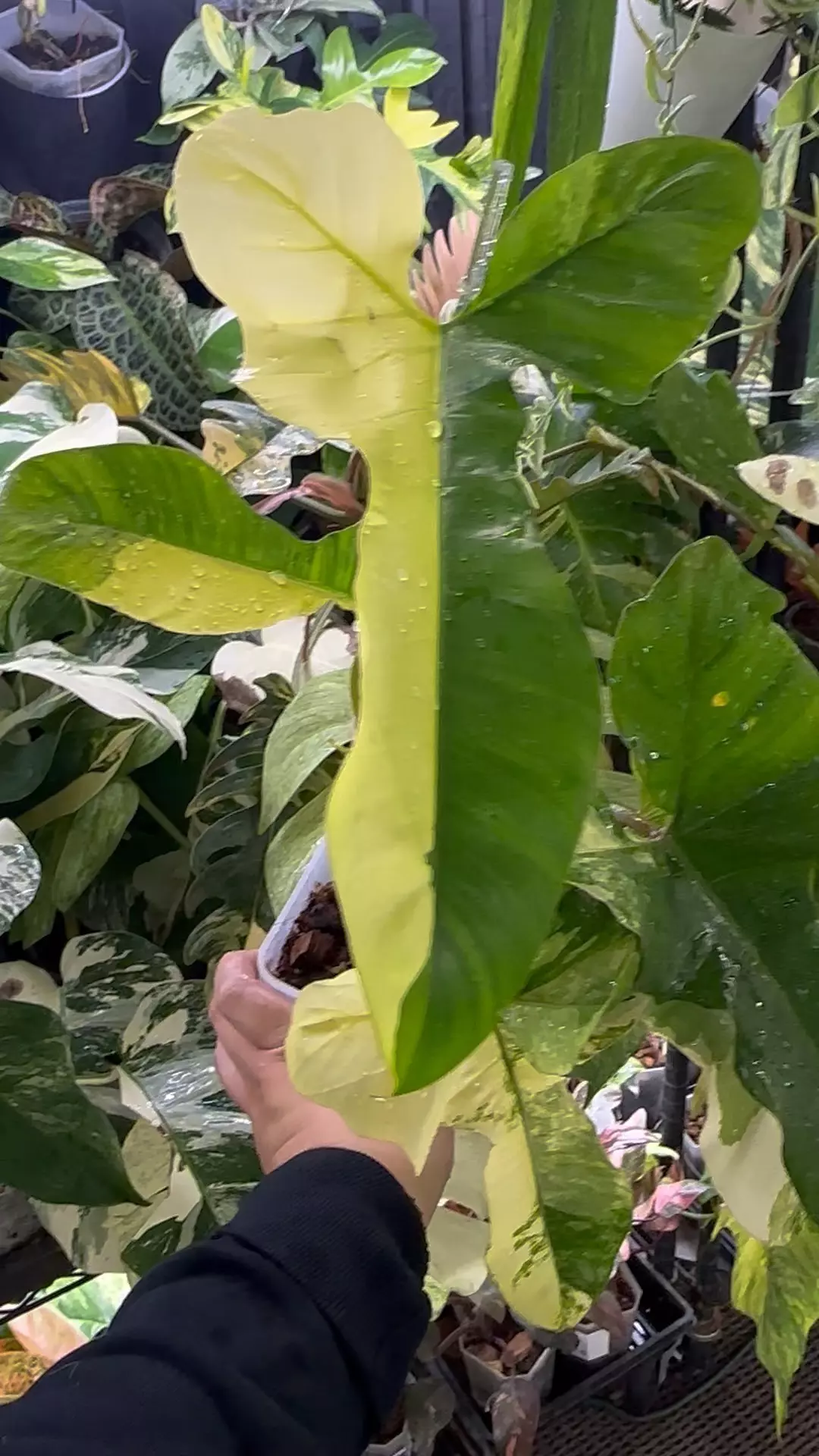 Philodendron Florida Beauty x Paraiso Verde  thumbnail