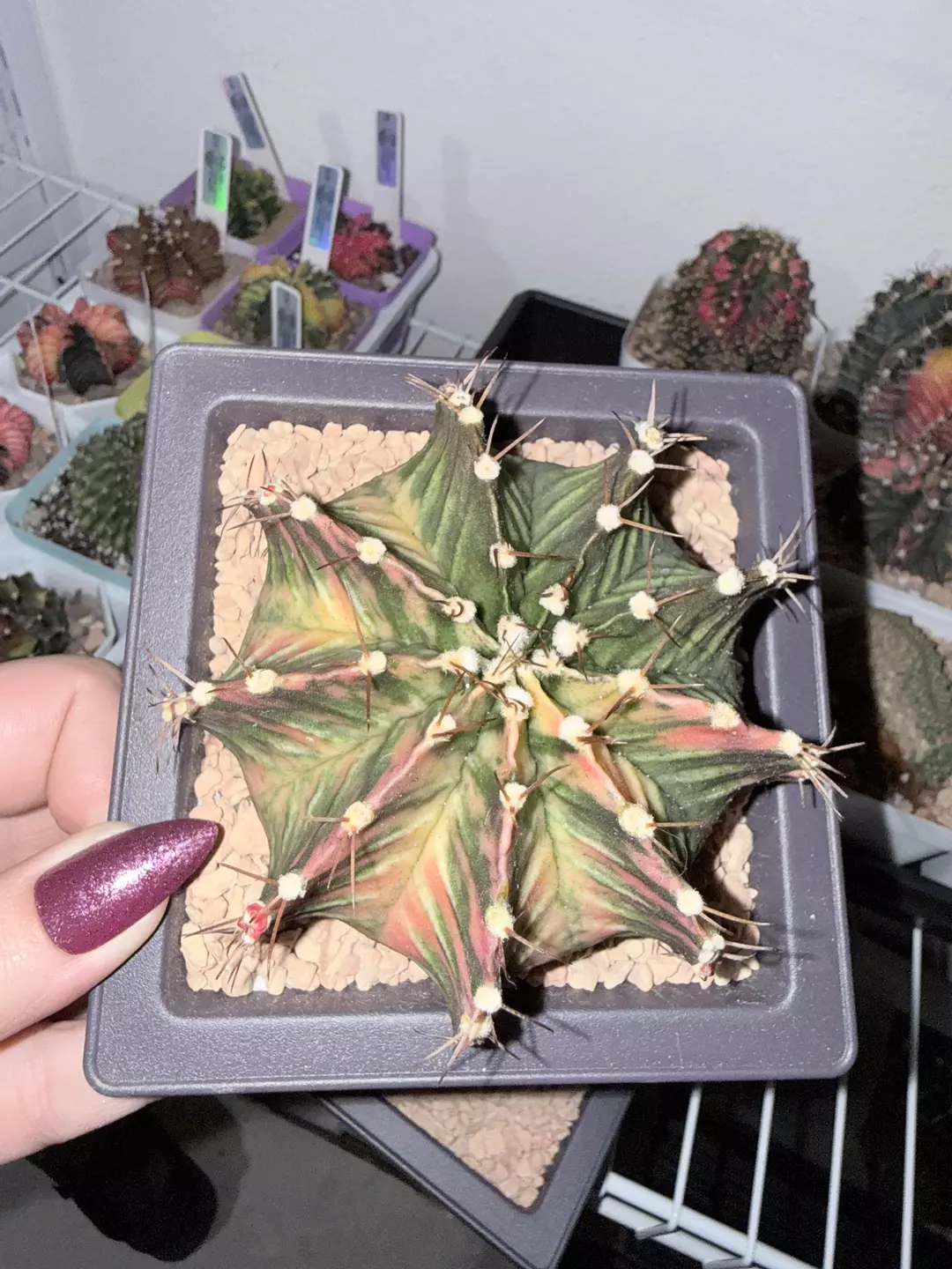 Chonky Gymno thumbnail