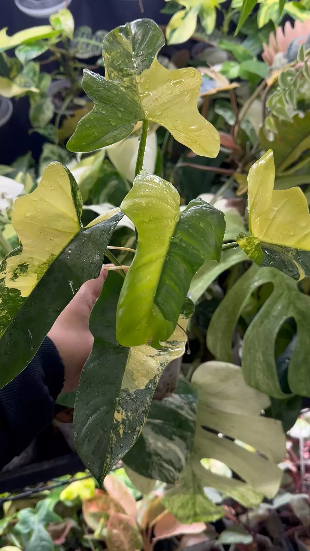 Philodendron Bippen Var  thumbnail