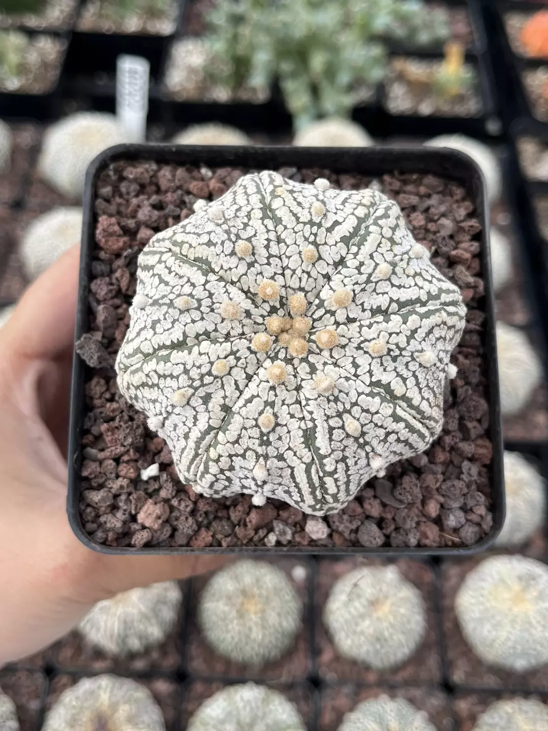 Astrophytum Asterias superkanuto star fish growers choice thumbnail