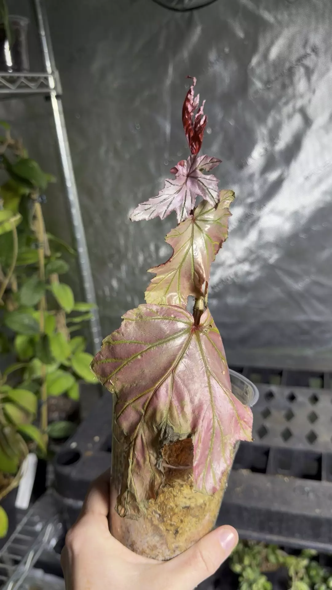 Begonia Lamoon REHAB thumbnail