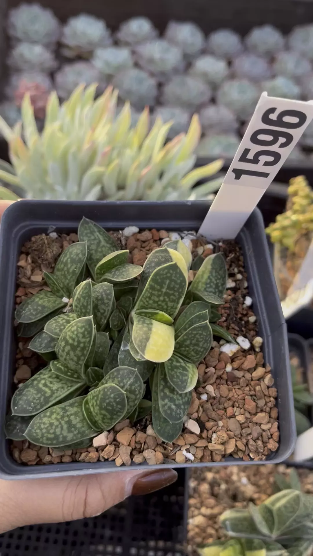 Gesteria Variegated cluster 1597 thumbnail