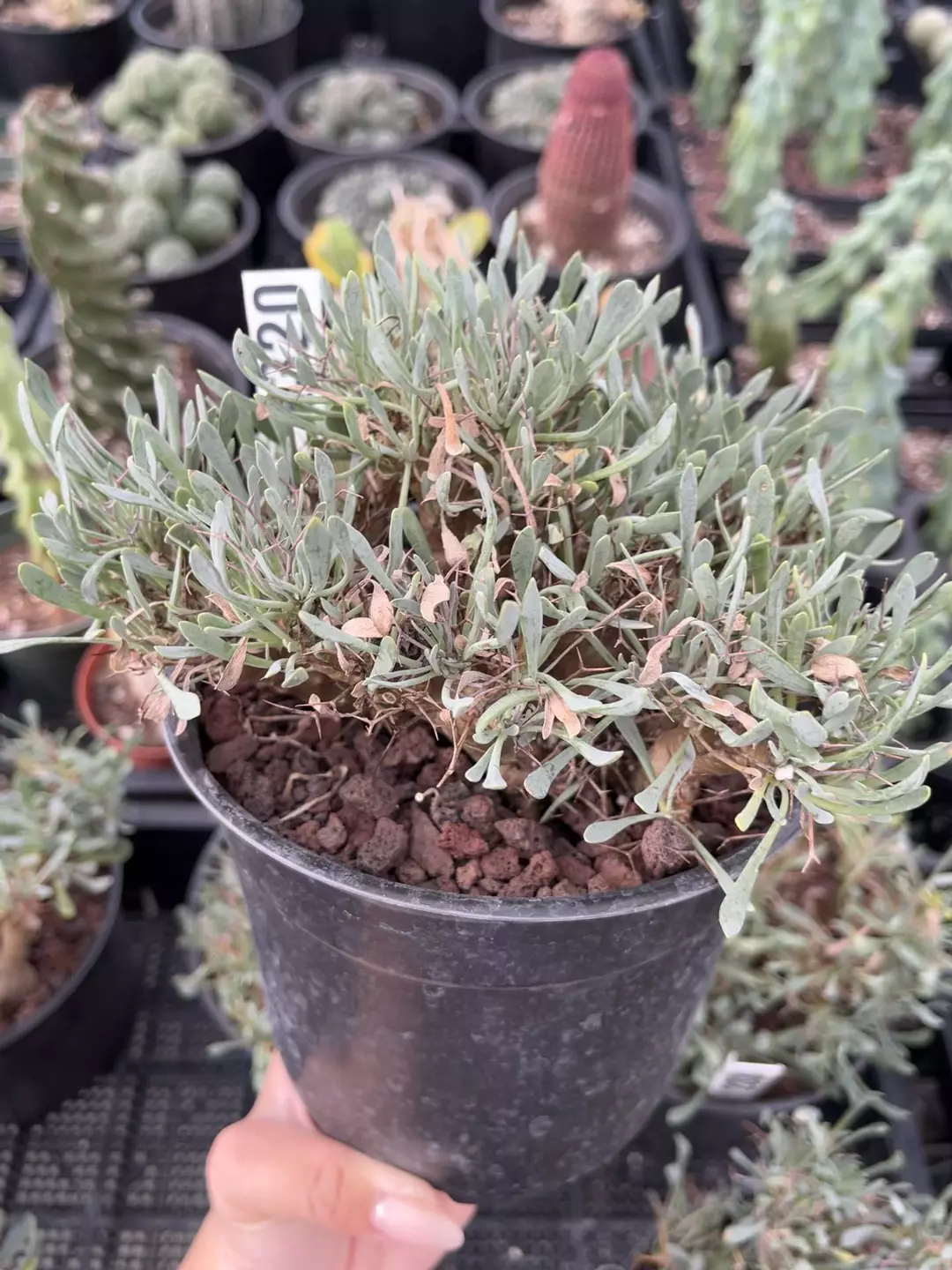 Othonna euphorbioides 6” pot 2320 thumbnail