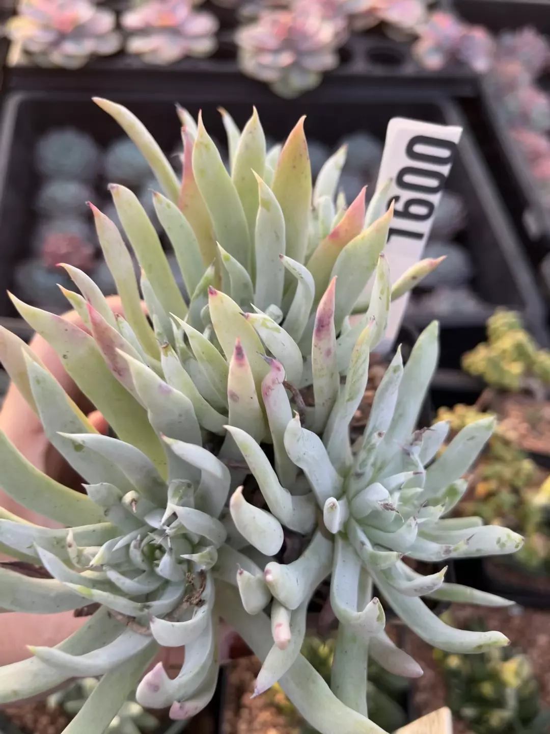Dudleya edulis cluster 1600 thumbnail