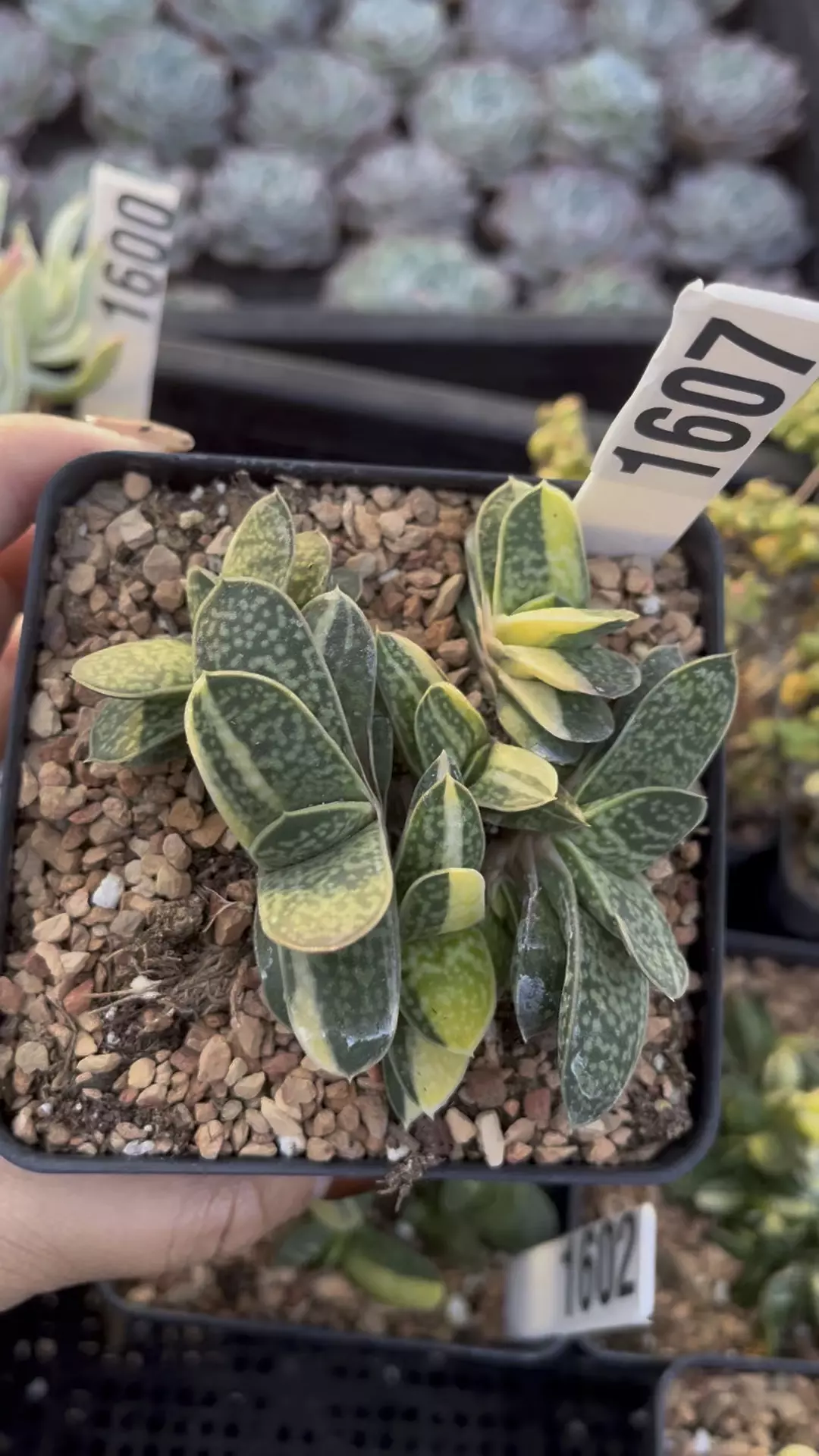 Gesteria Variegated cluster 1607 thumbnail