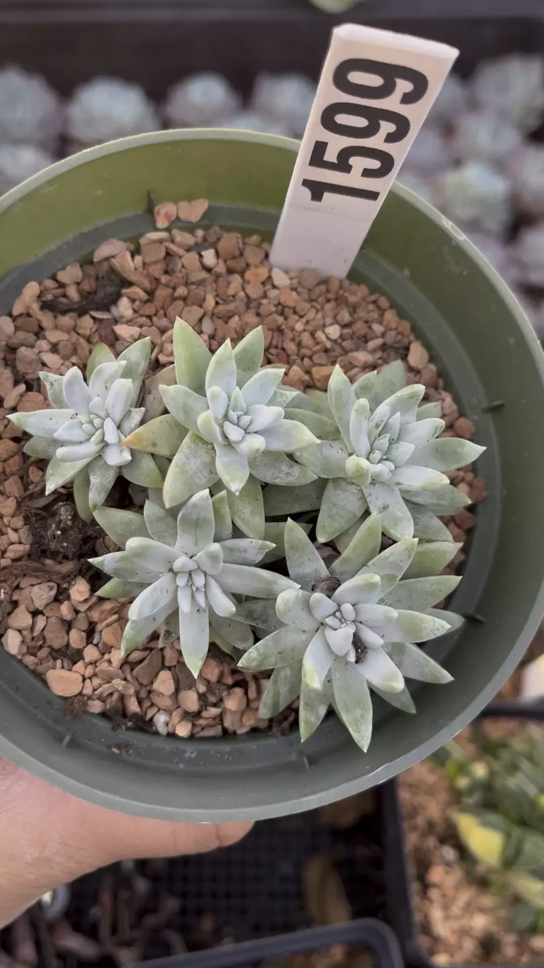 Dudleya gonma cluster 1599 thumbnail