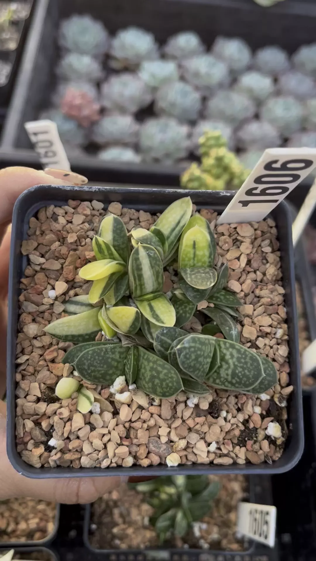 Gesteria Variegated cluster 1606 thumbnail