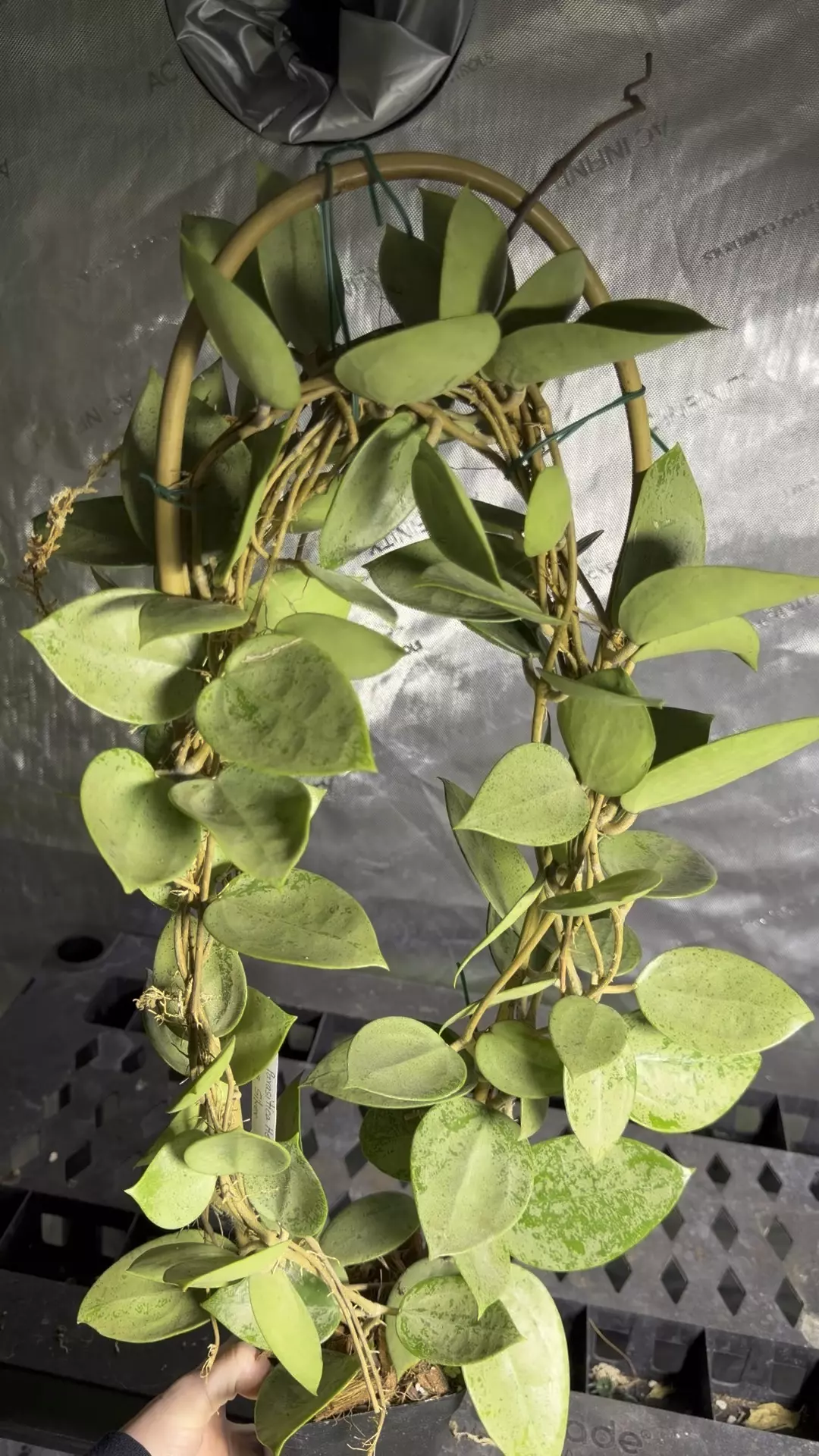 Hoya Parasitica Heart leaves silver thumbnail