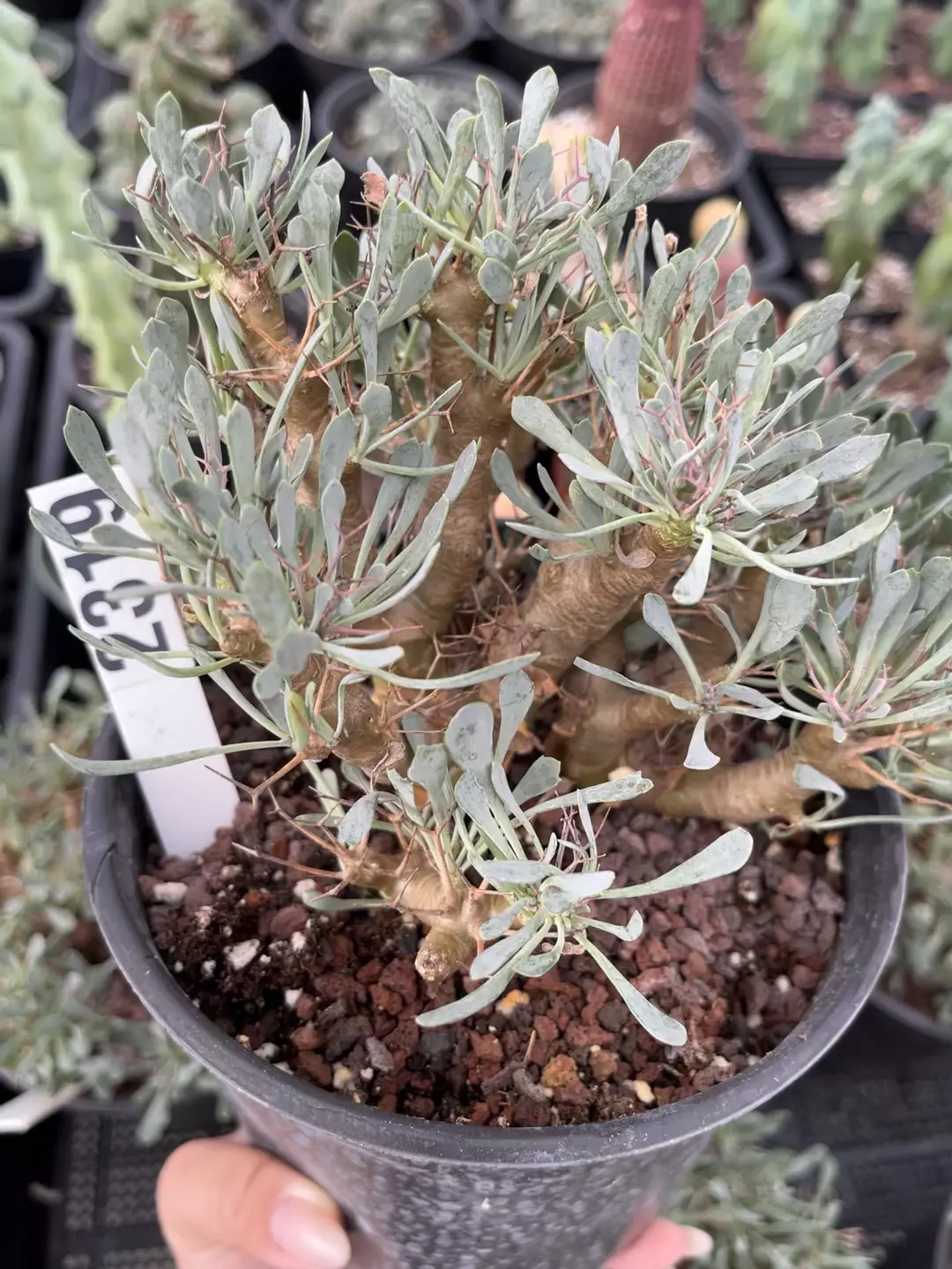 Othonna euphorbioides 6” pot 2319 thumbnail