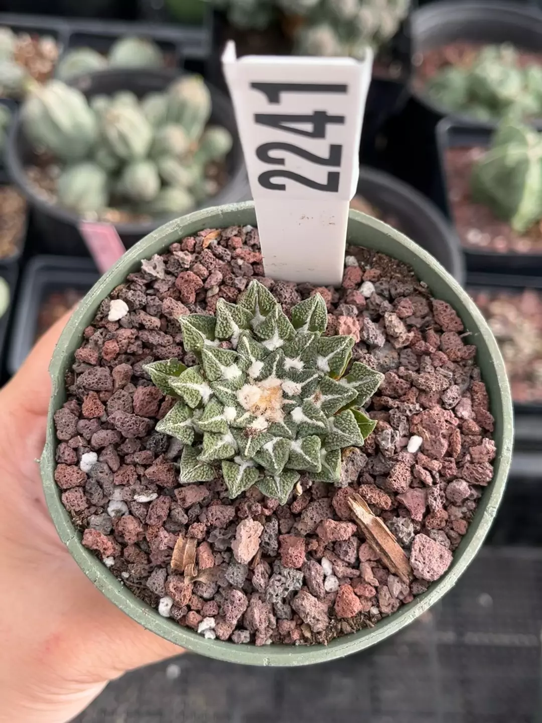 Ariocarpus kotschoubeyanus seed grown 2241 thumbnail