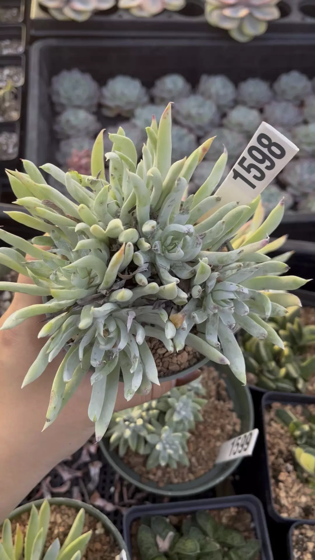 Dudleya edulis cluster 1598 thumbnail