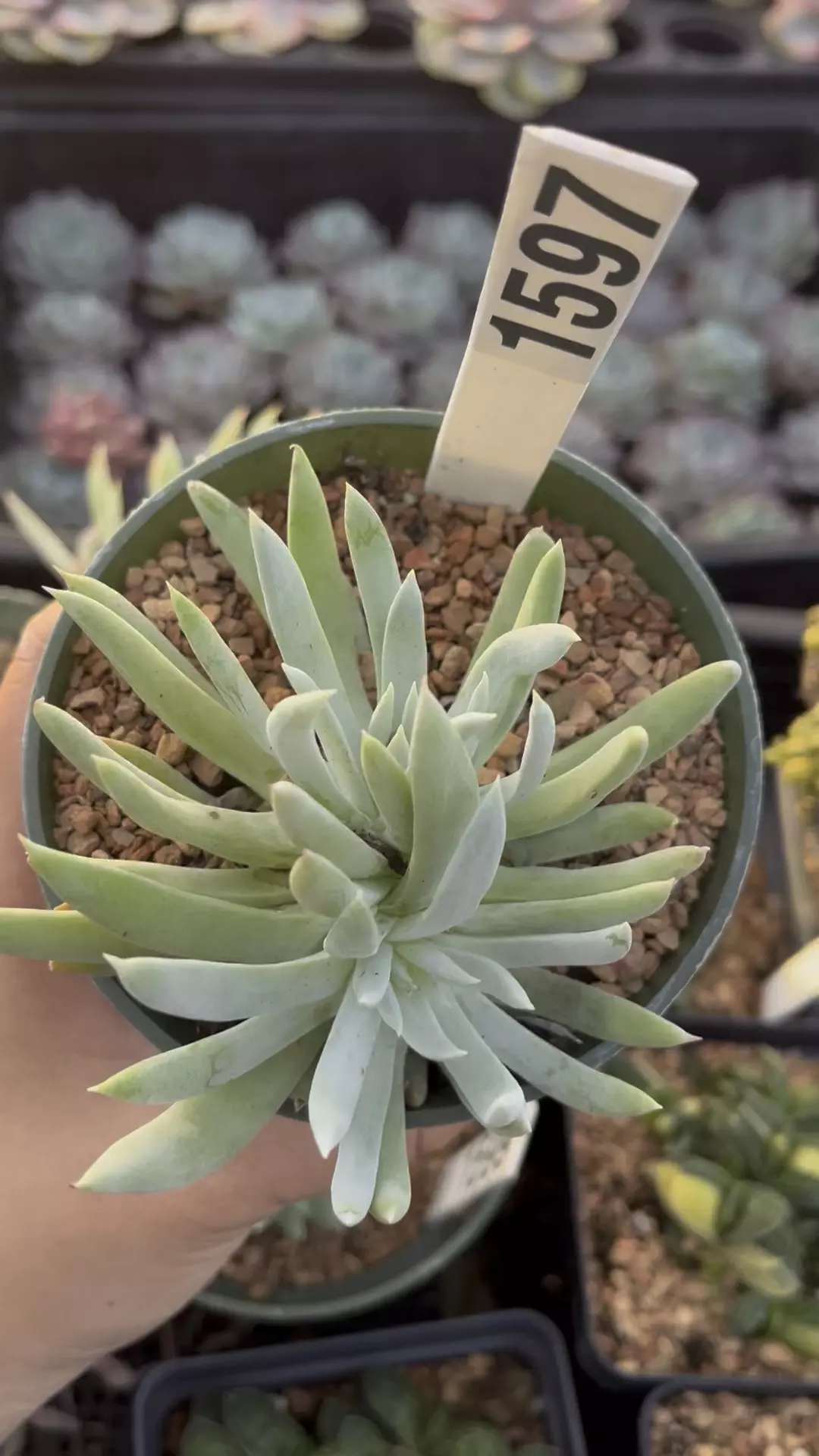 Dudleya edulis cluster 1597 thumbnail