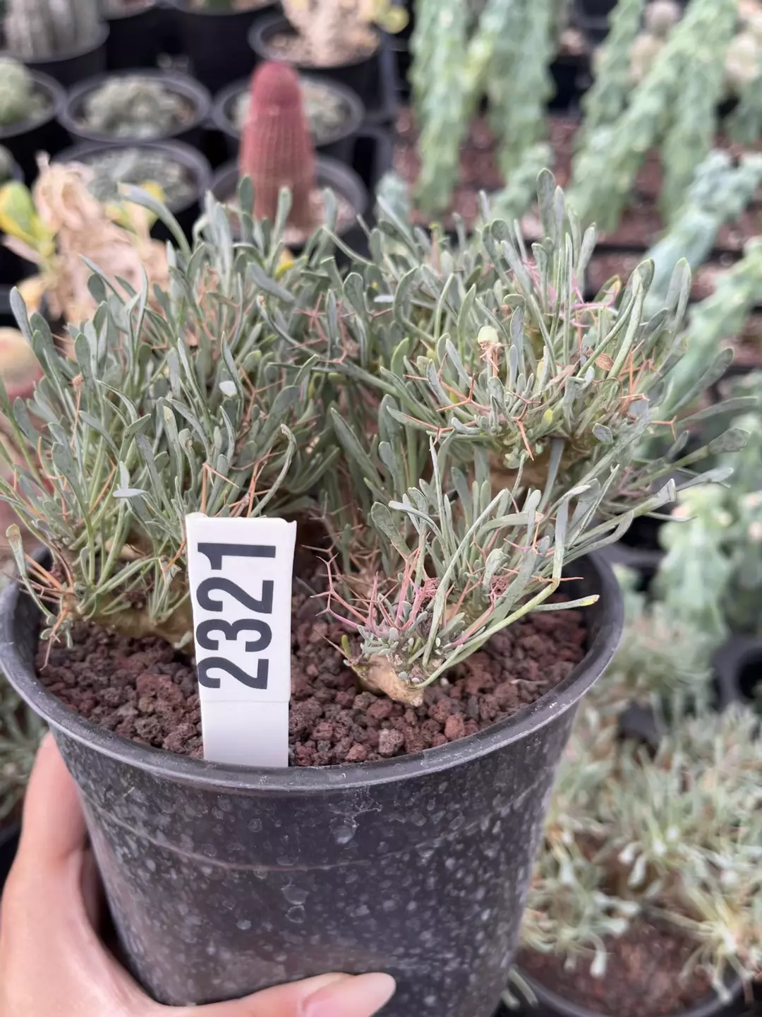Othonna euphorbioides 6” pot 2321 thumbnail