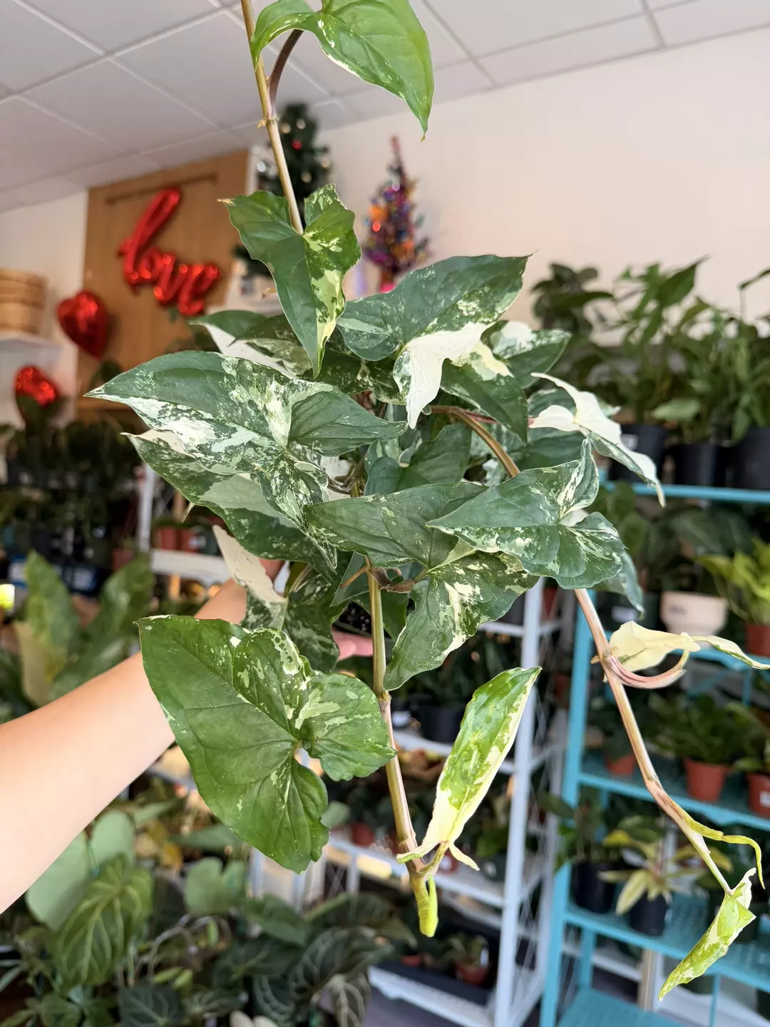 6” Syngonium Albo *grower’s choice* thumbnail