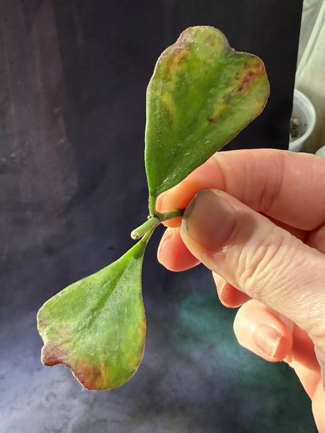 Hoya manipurensis unrooted cut thumbnail