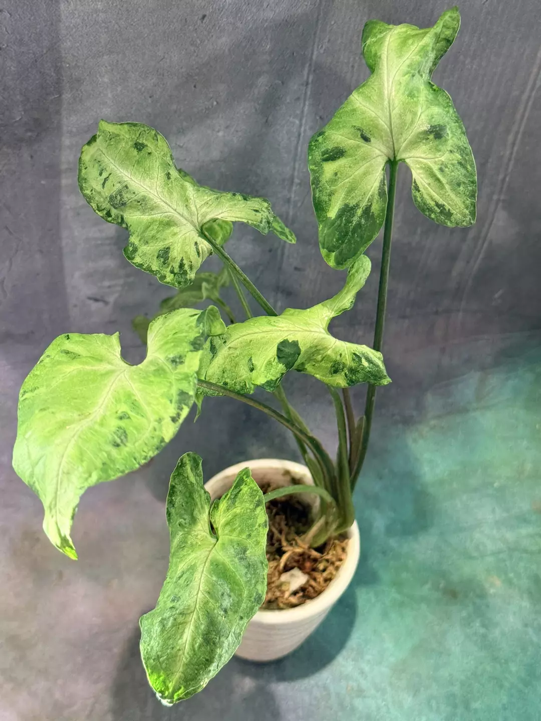 Syngonium freckles thumbnail