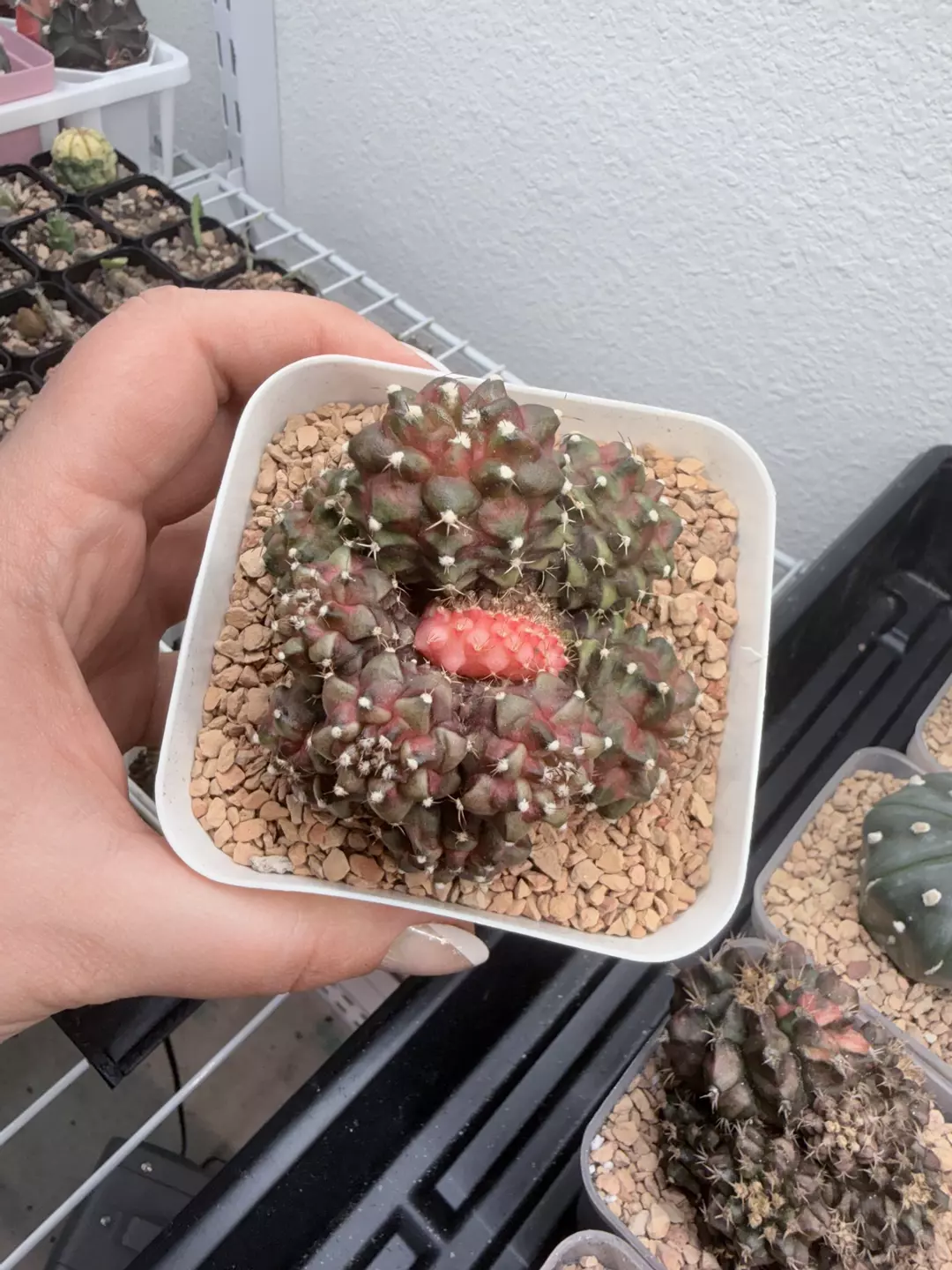 Crested Variegated T-Rex thumbnail