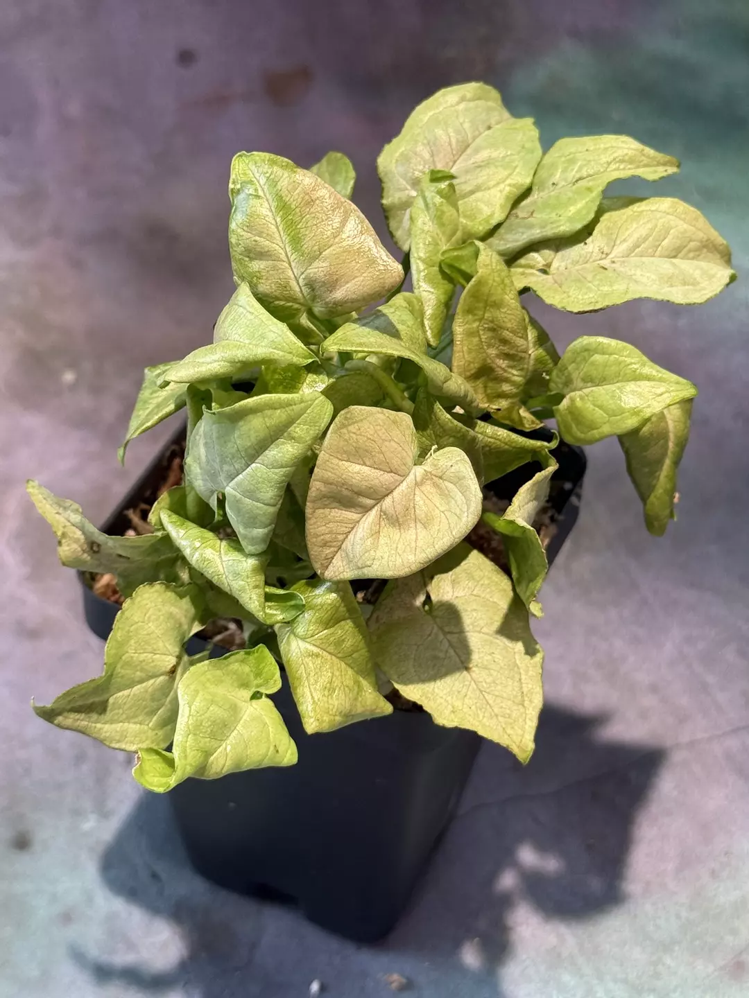 Syngonium granny panties thumbnail