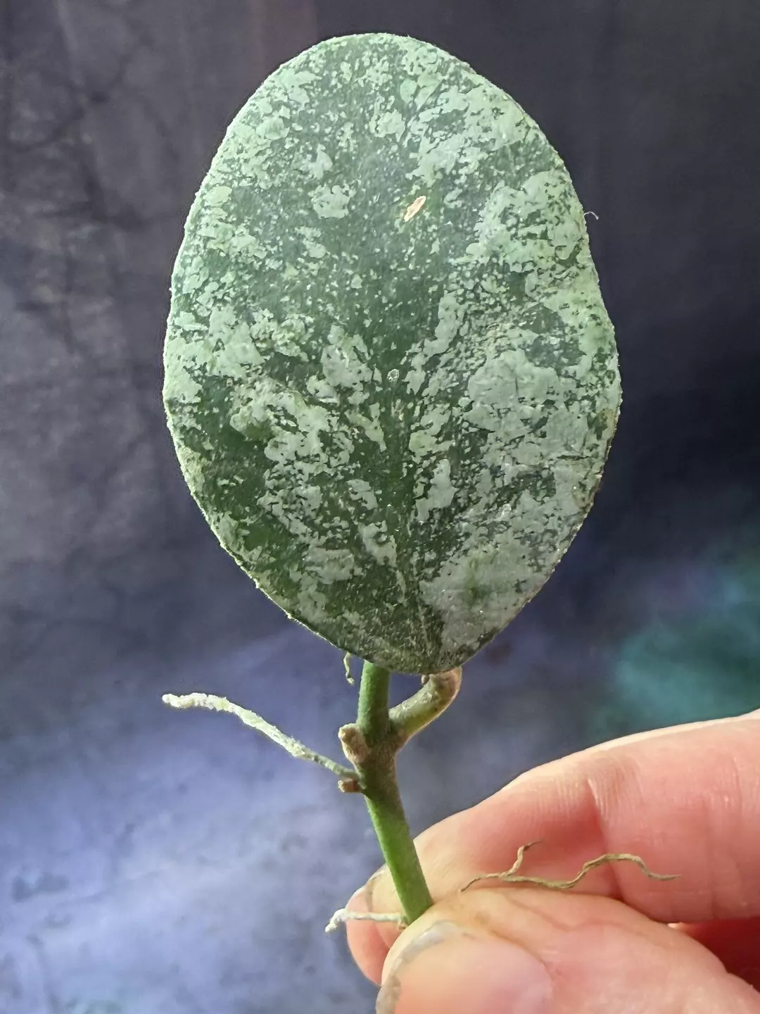 Hoya waymaniae cloudy sky unrooted cut thumbnail