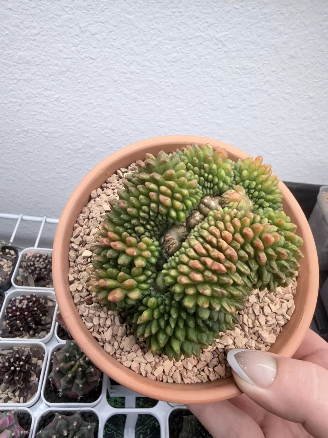 Sensitive Skin Inermis Cristata thumbnail