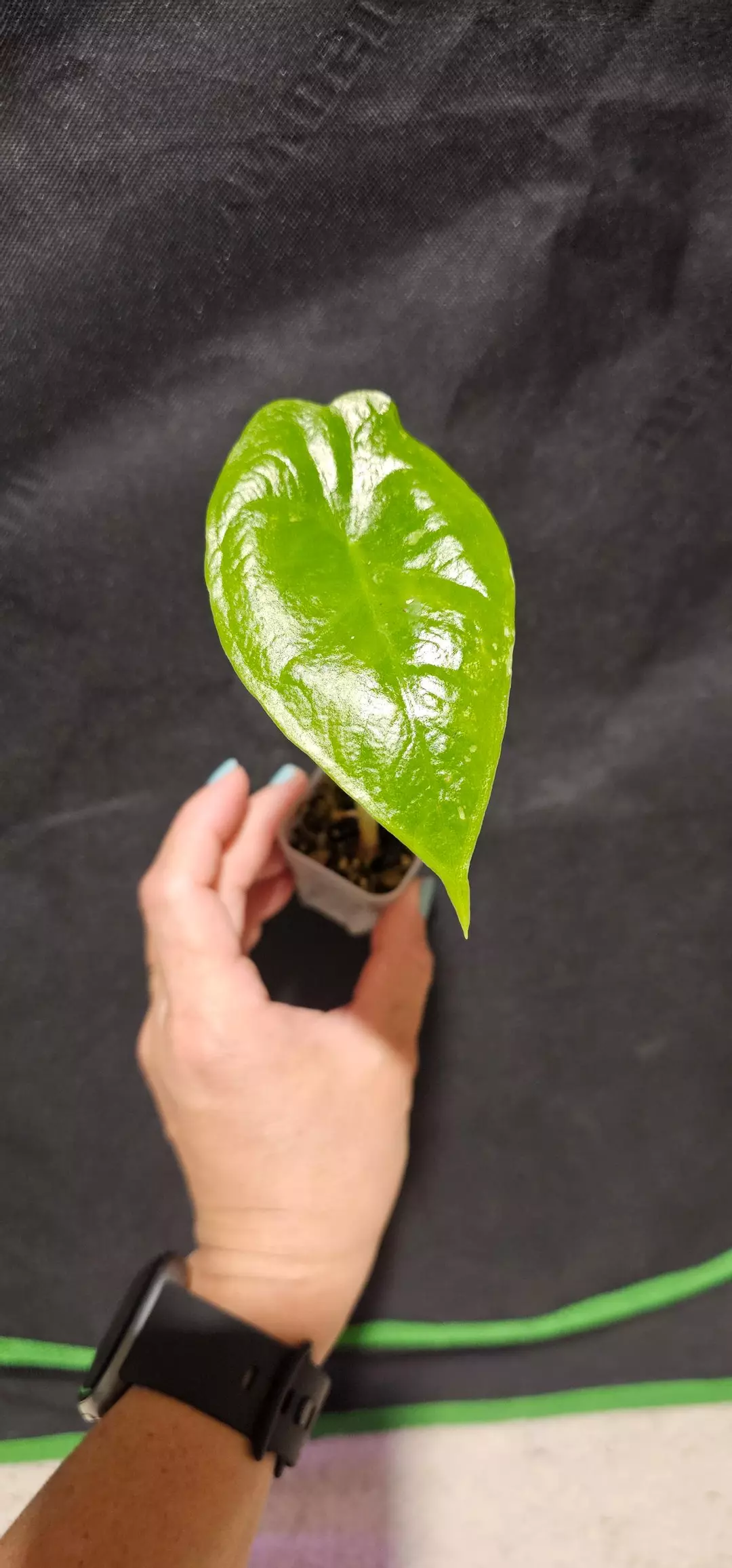 Longiloba albo thumbnail