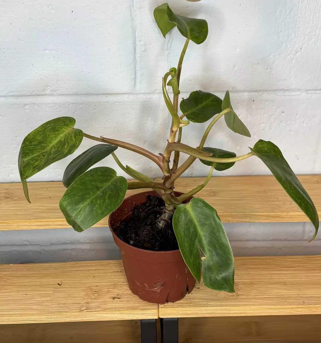 Philodendron Painted Lady thumbnail