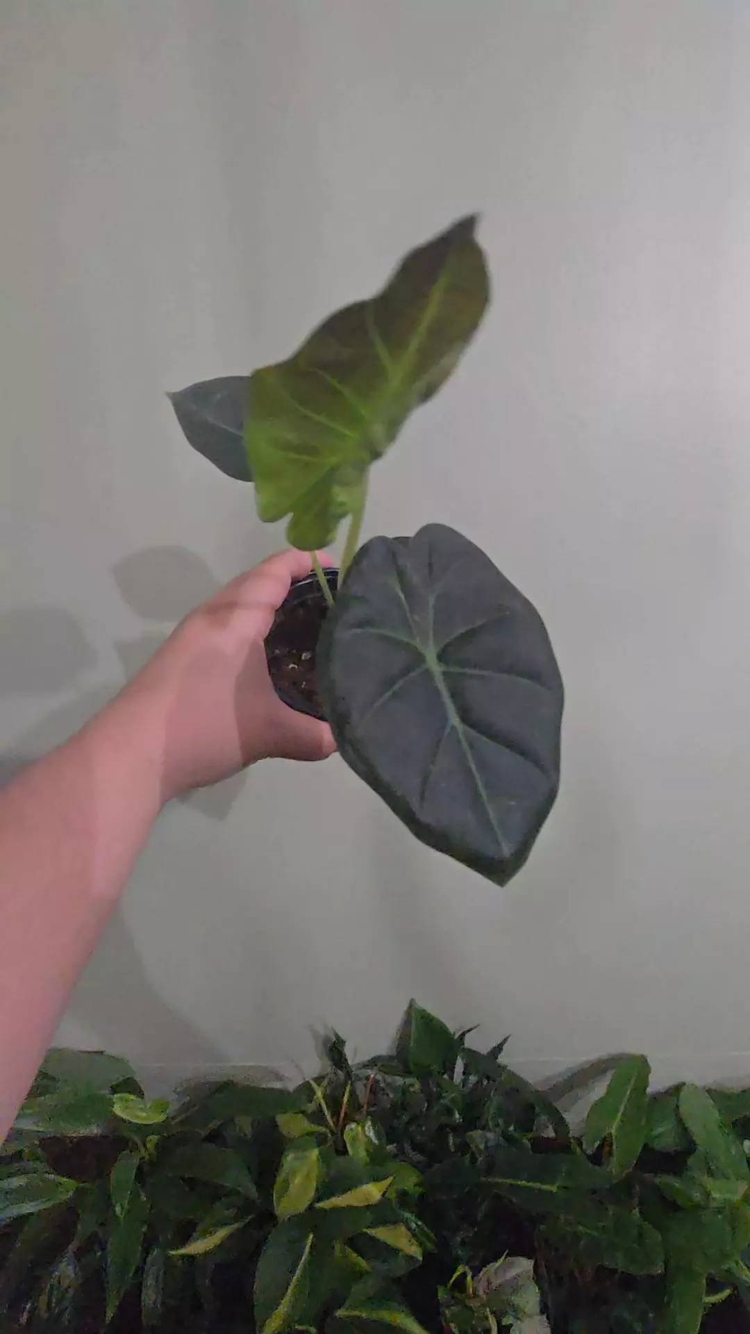 Alocasia Regal Shields thumbnail