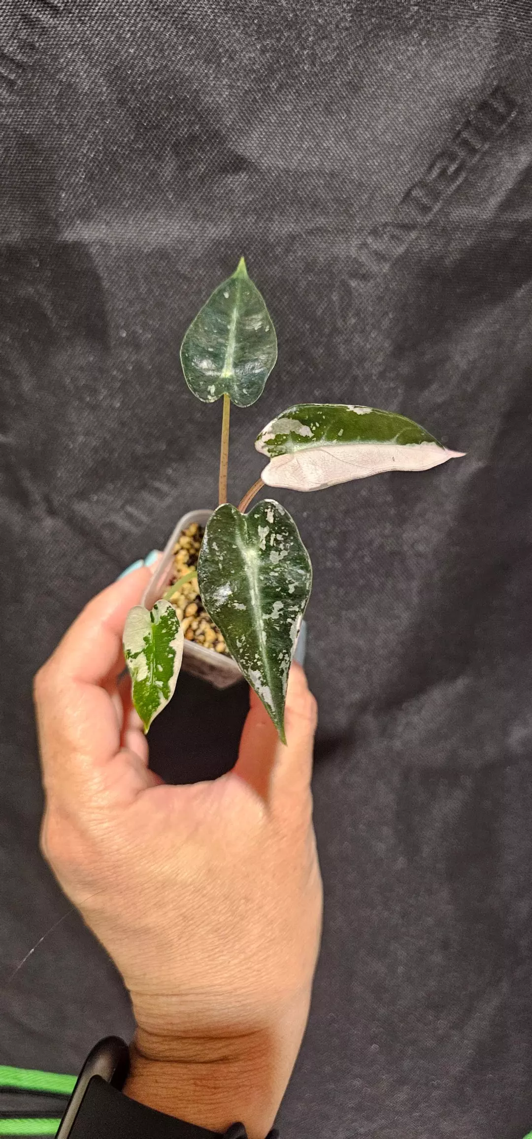 Pink bambino #2 thumbnail