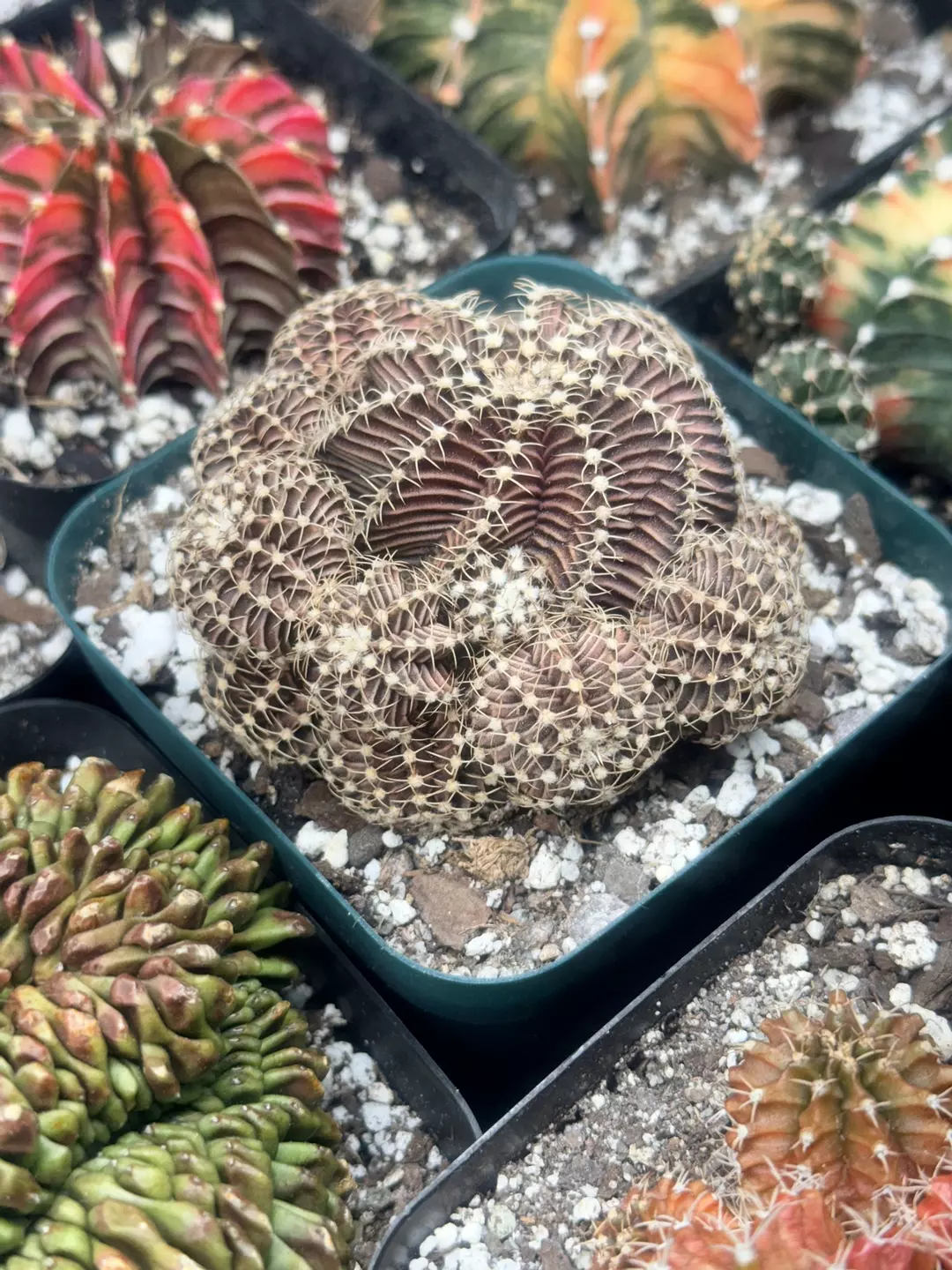 Gymno LB Hybrid w/ pups thumbnail