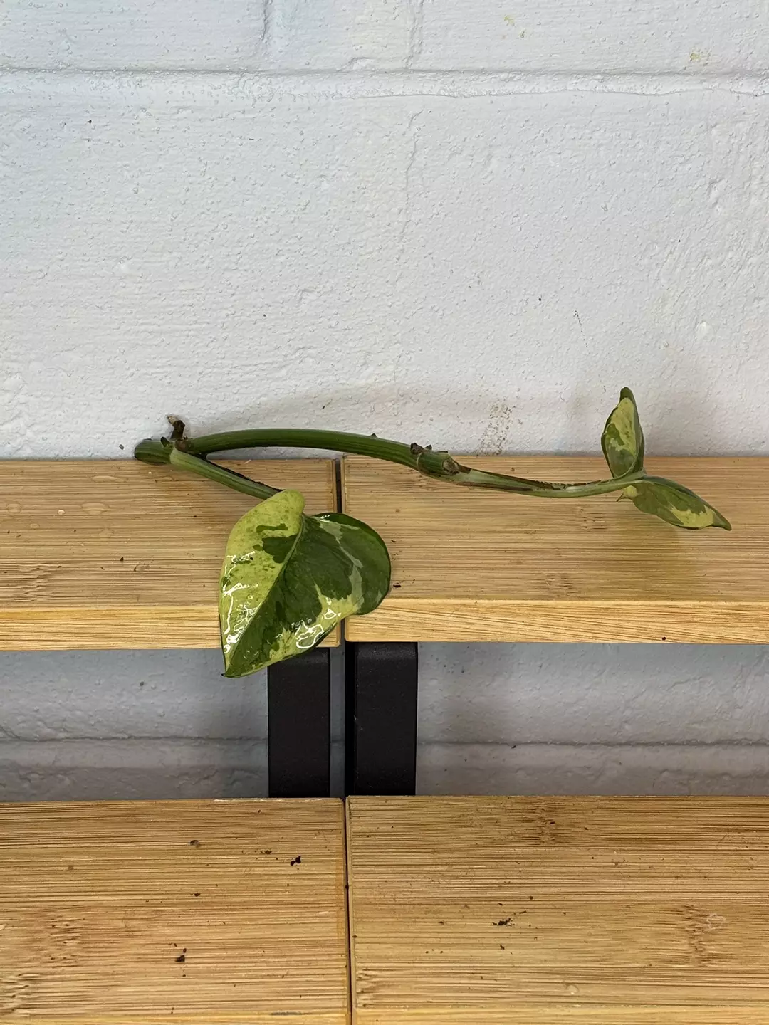 Pothos PJ Cutting *add on only* thumbnail