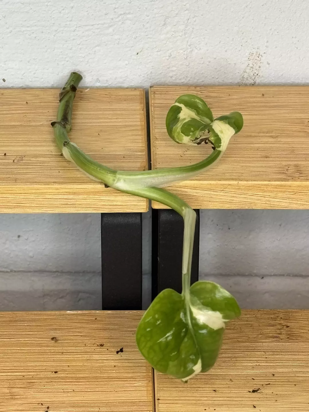 Pothos PJ Cutting *add on only* thumbnail
