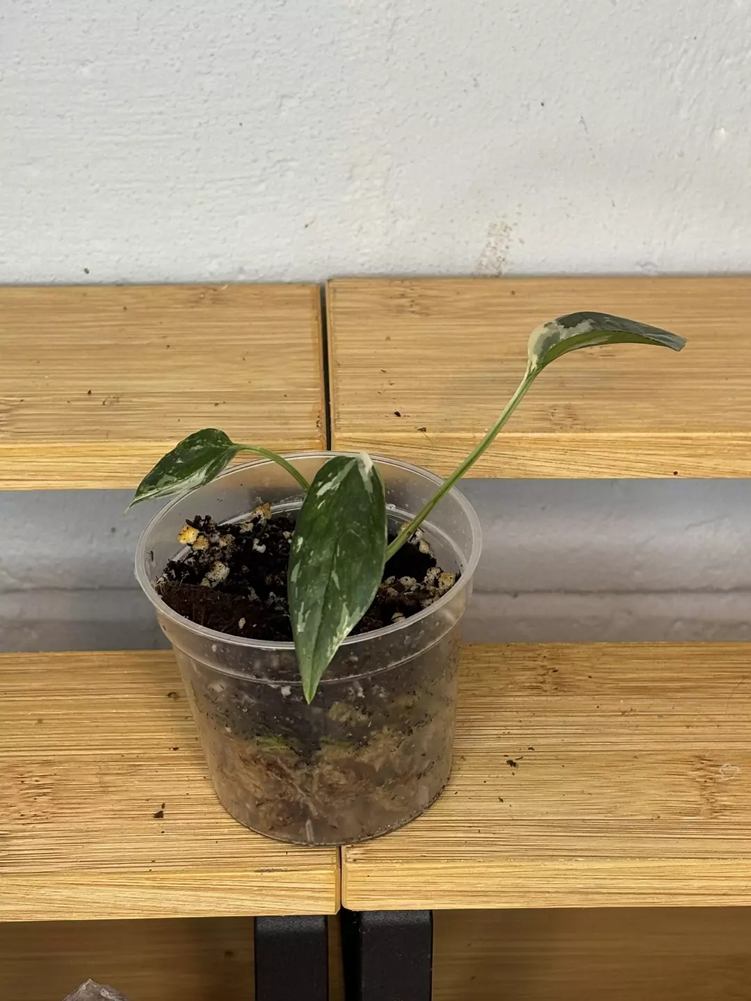 Epipremnum Pinnatum Albo thumbnail