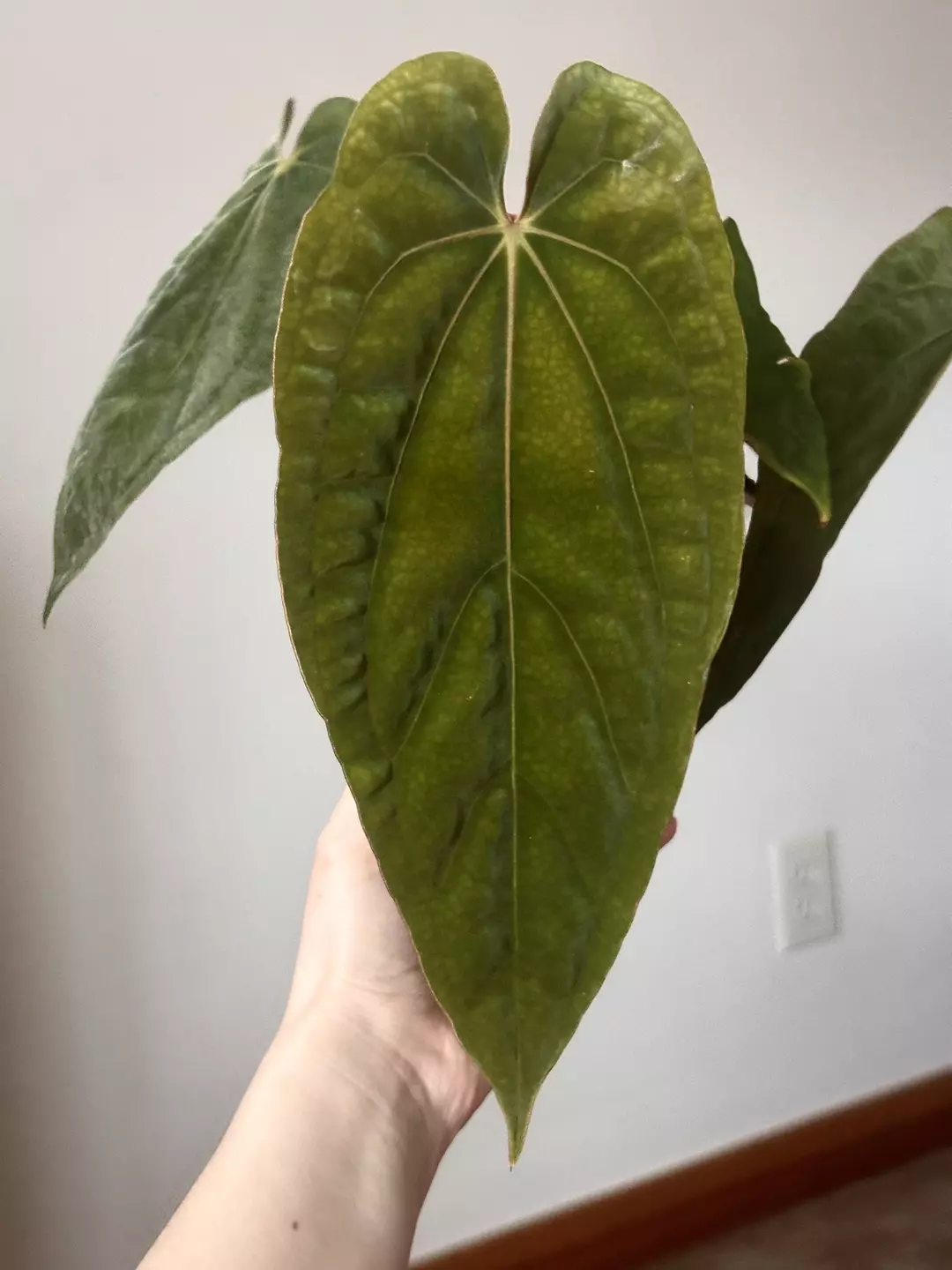 RG Pap x RG Dress thumbnail